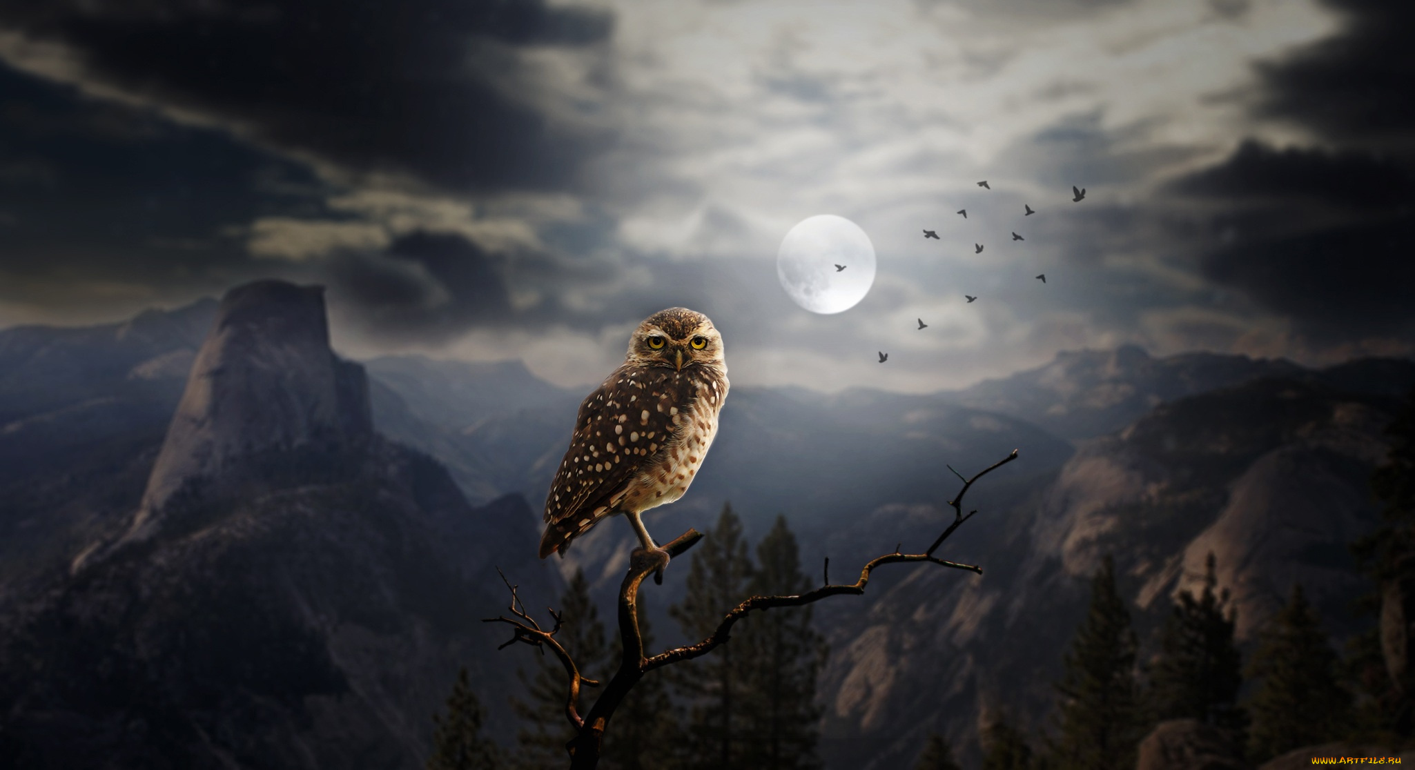 животные, совы, скалы, ветка, горы, арт, сова, деревья, луна, силуэты, птицы, ночь, лес