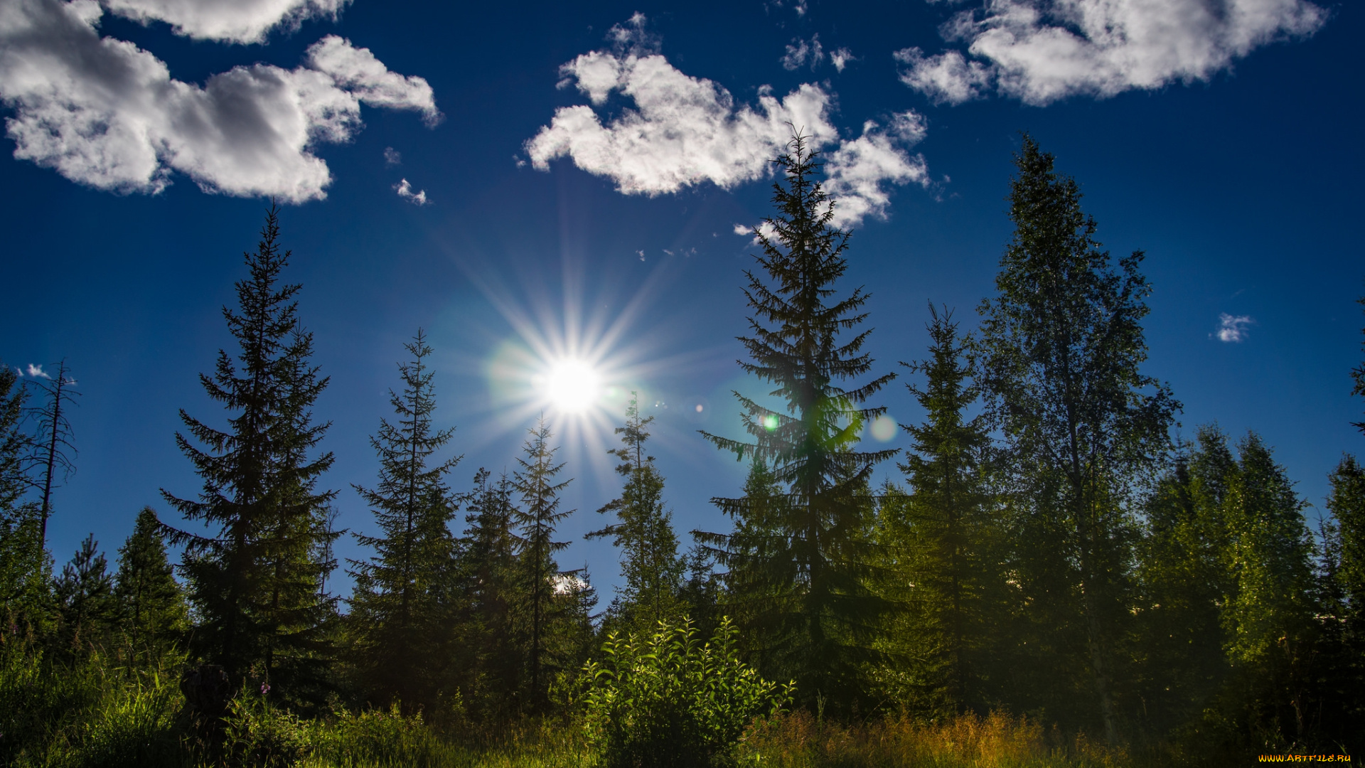 природа, лес, простор