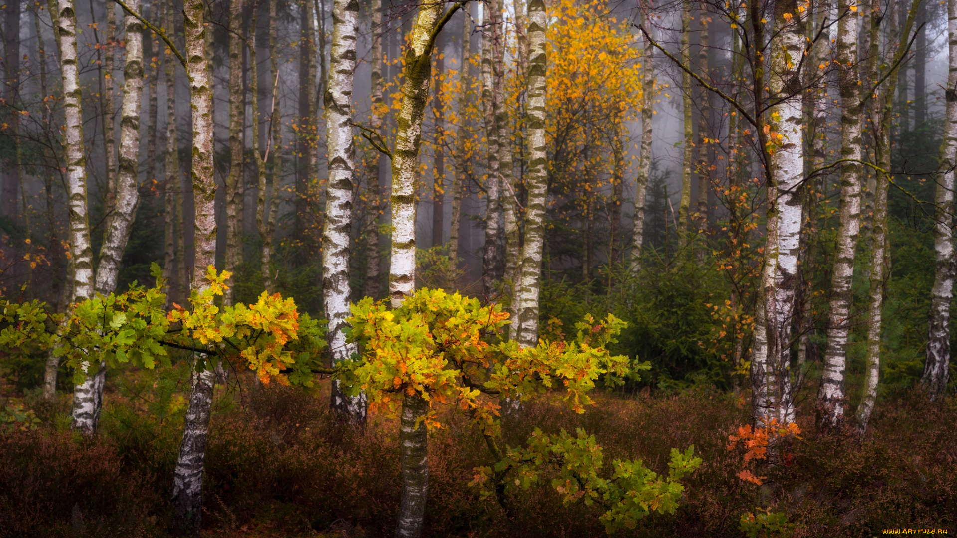 природа, лес, простор