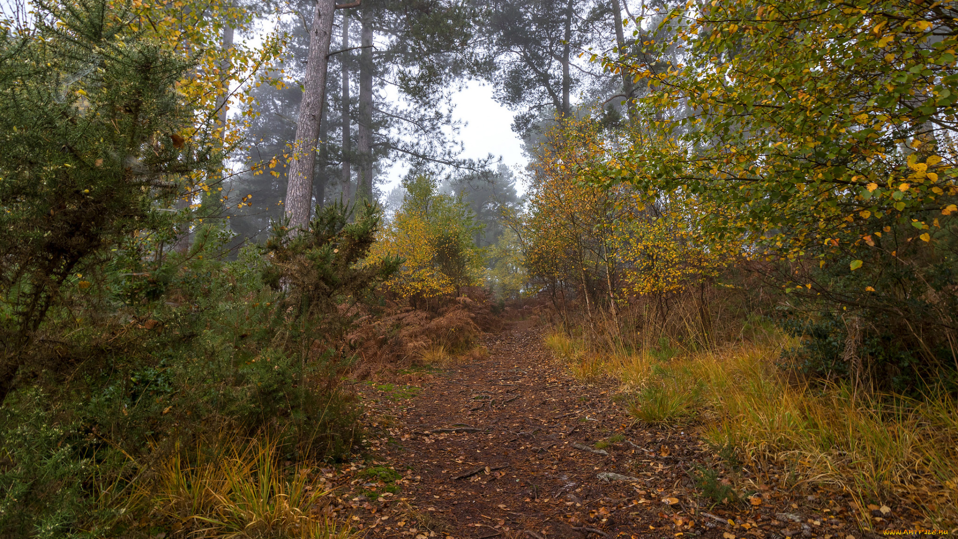 природа, лес, простор