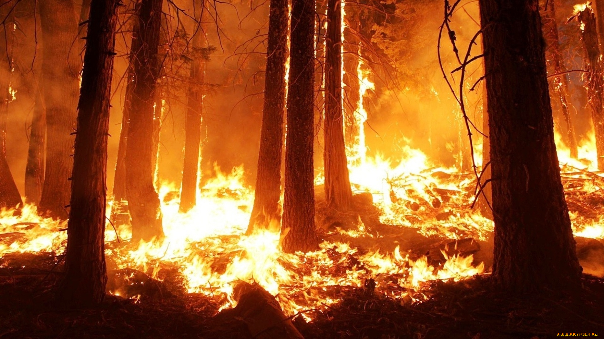 природа, стихия, лес, пожар