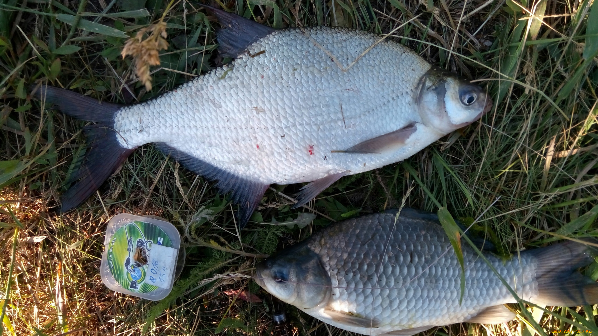 разное, рыбалка, , рыбаки, , улов, , снасти, карась, лещ