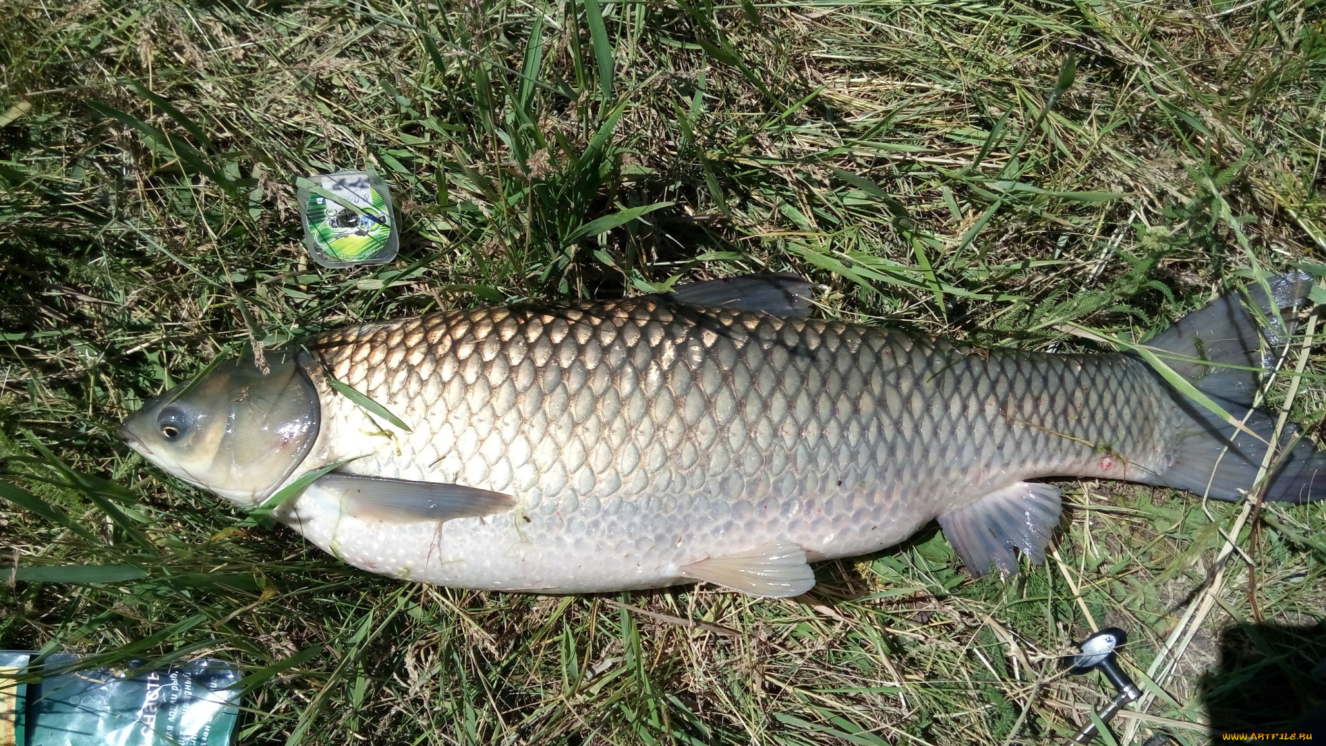 разное, рыбалка, , рыбаки, , улов, , снасти, лето, 2018, амур