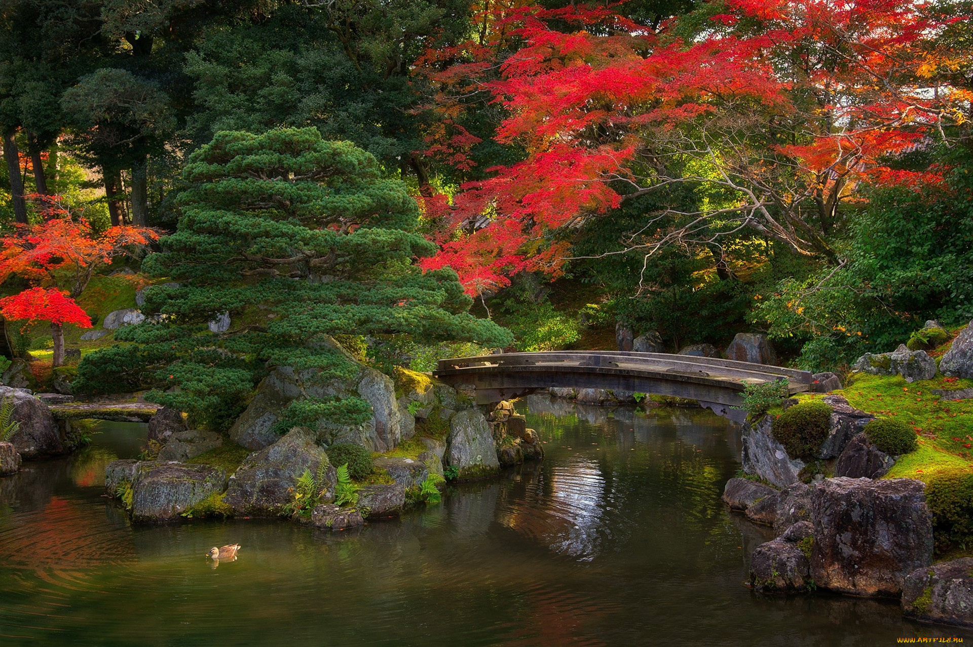 природа, парк, простор