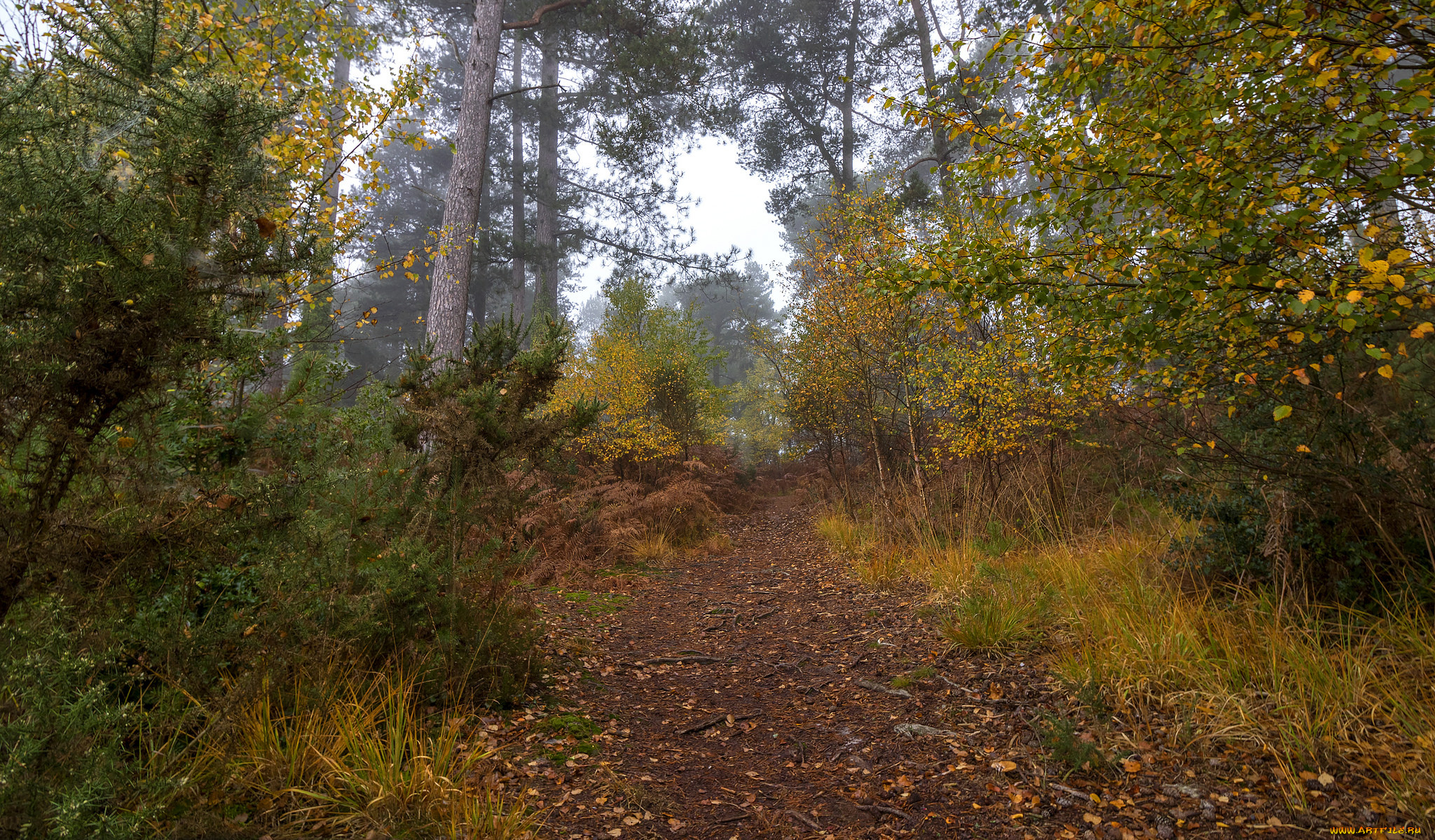 природа, лес, простор