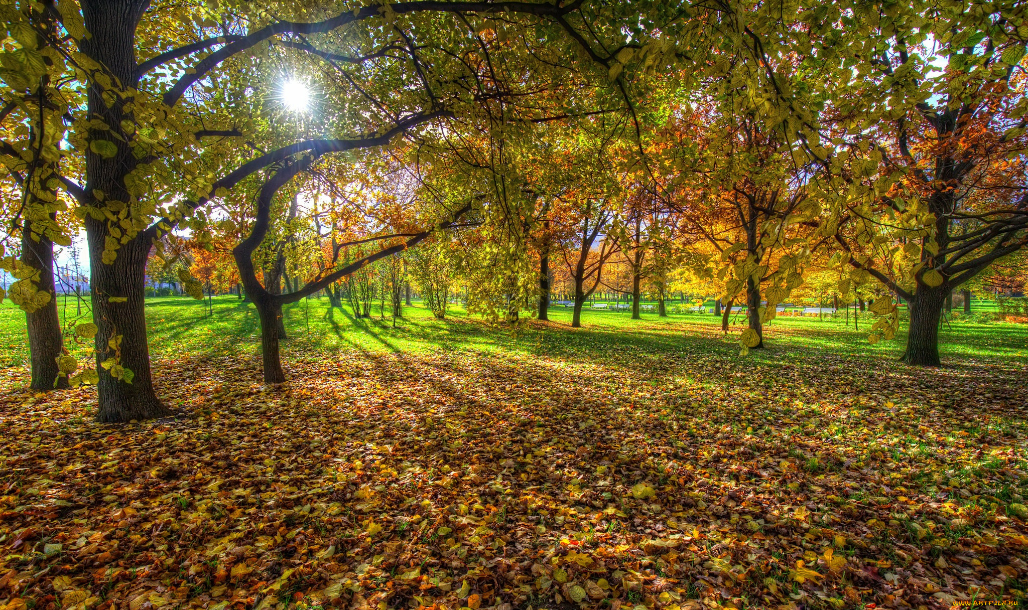 природа, лес, простор