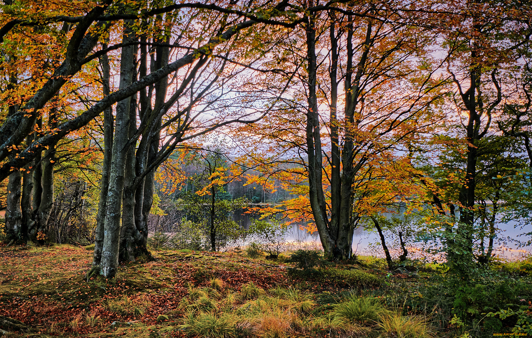 природа, лес, простор