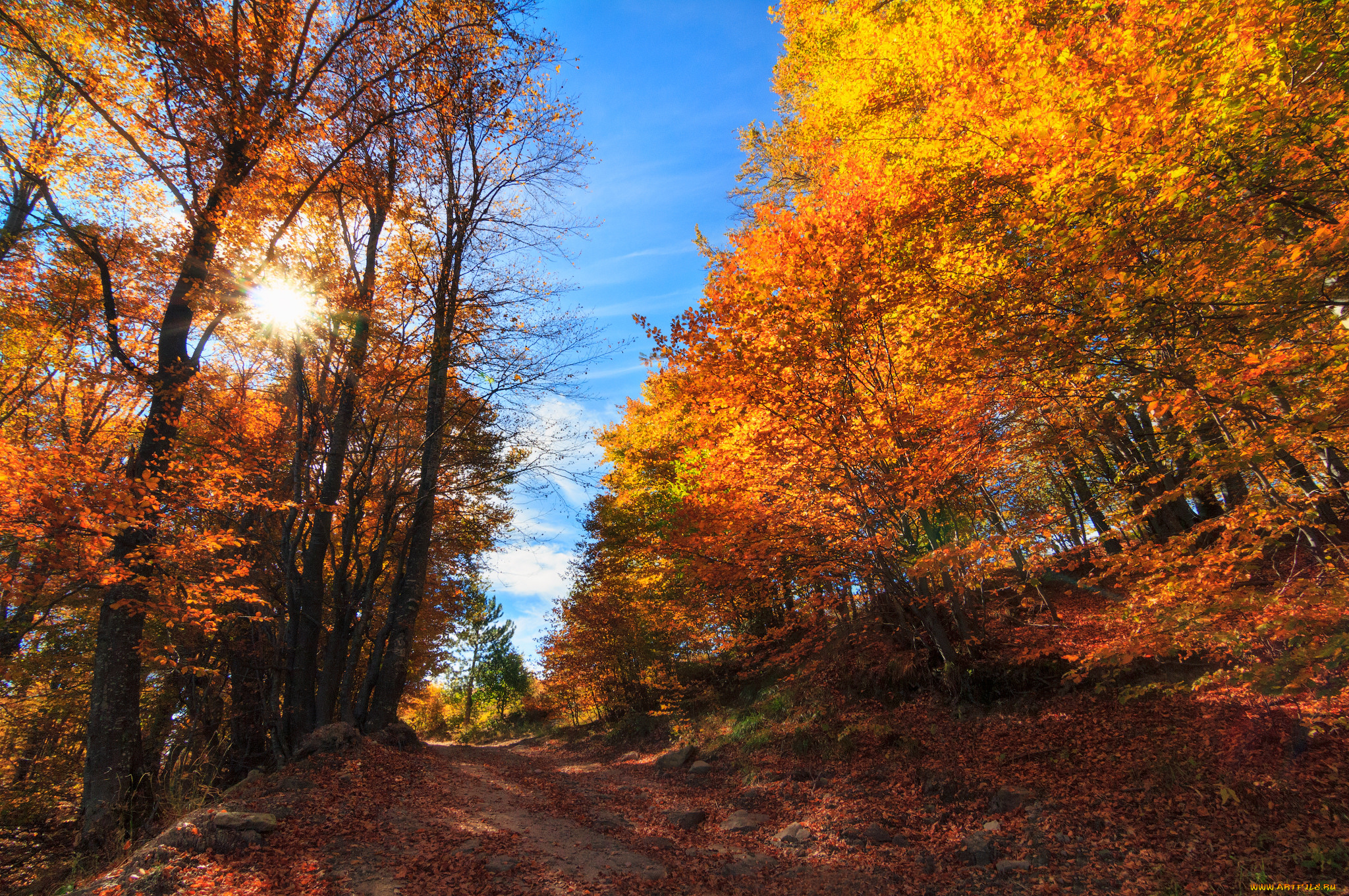 природа, лес, простор