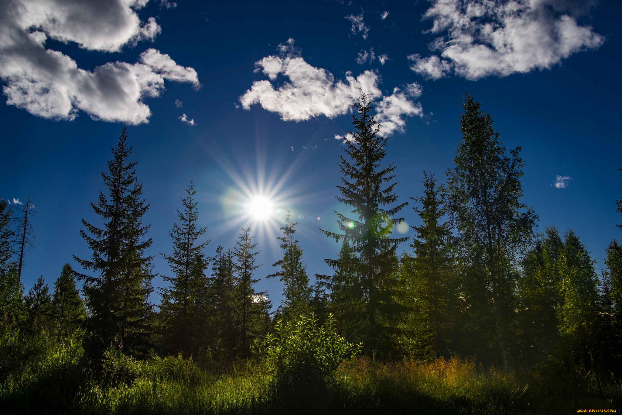 природа, лес, простор