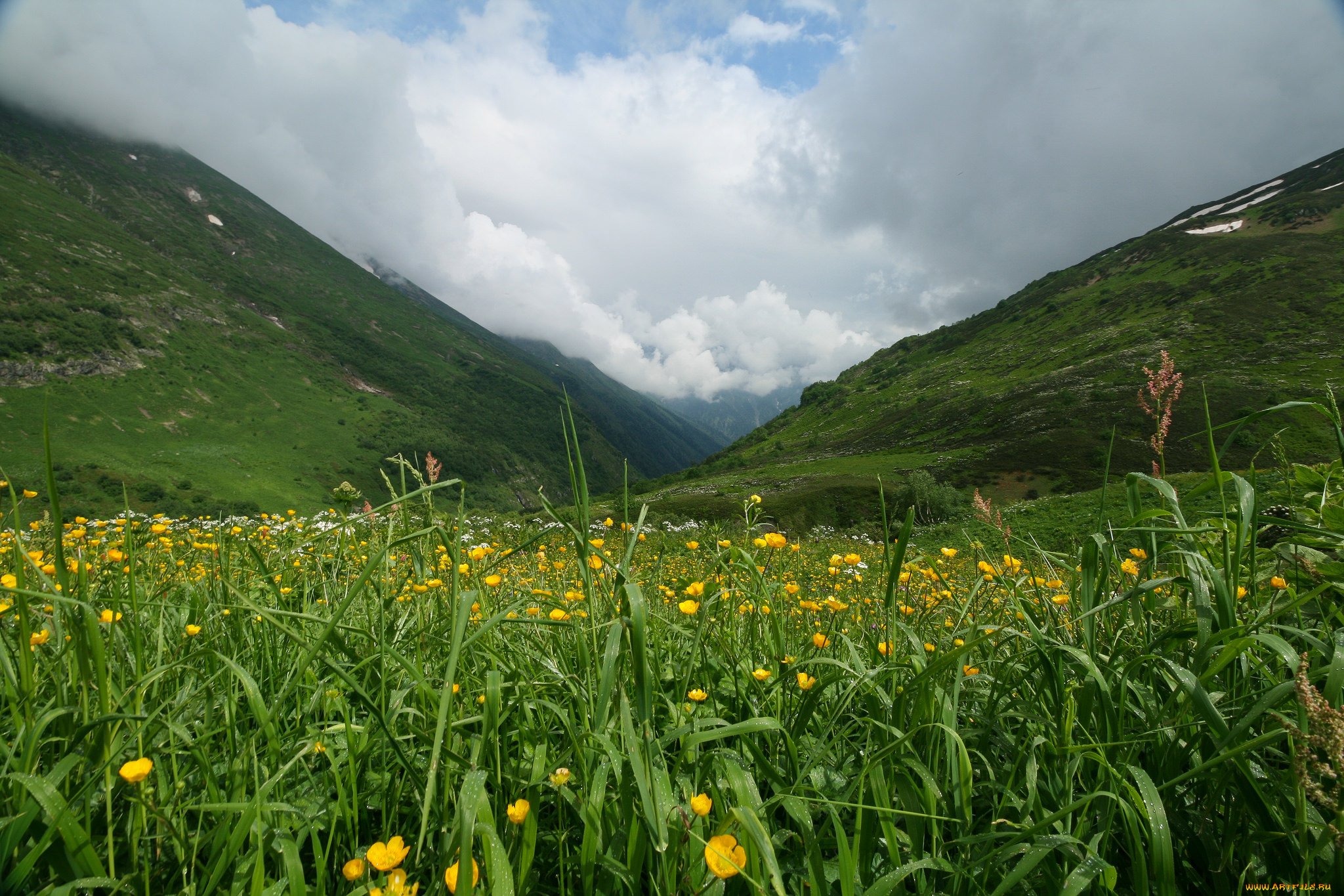 природа, луга, простор