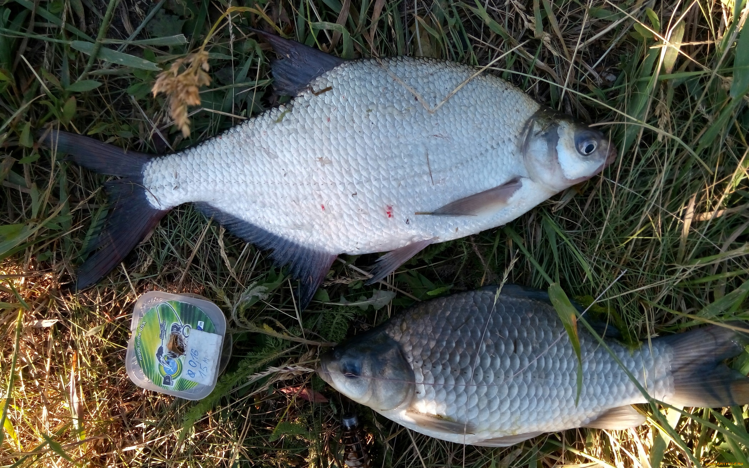 разное, рыбалка, , рыбаки, , улов, , снасти, карась, лещ