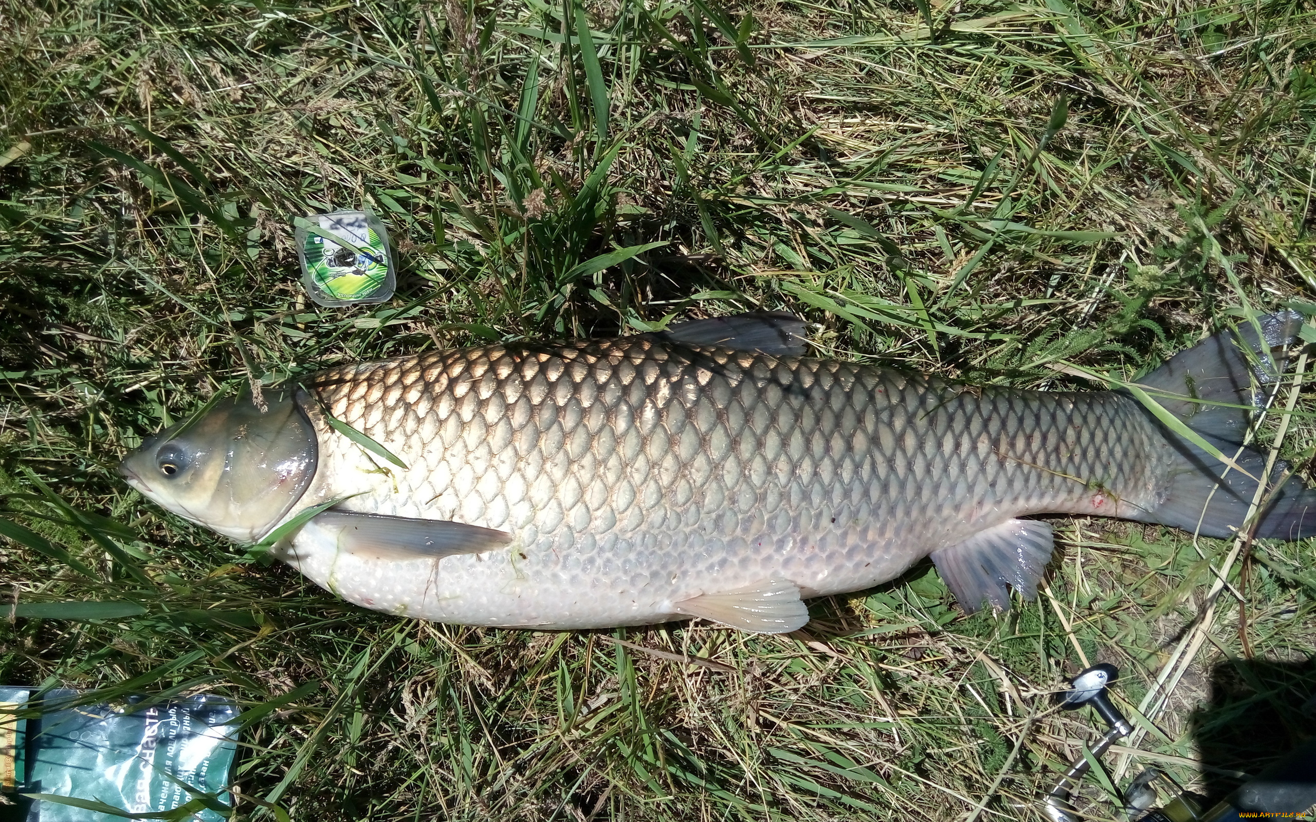 разное, рыбалка, , рыбаки, , улов, , снасти, лето, 2018, амур