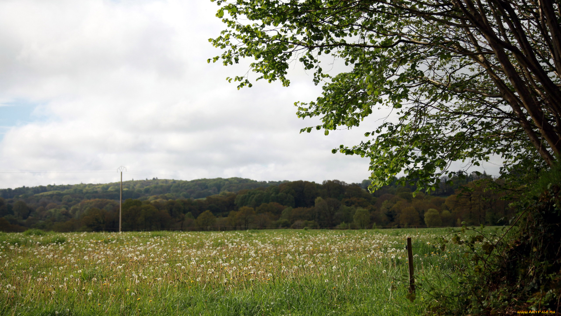 бретань, франция, природа, луга