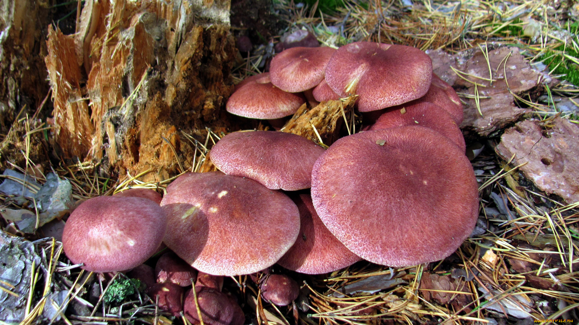 природа, грибы, грибная, семейка