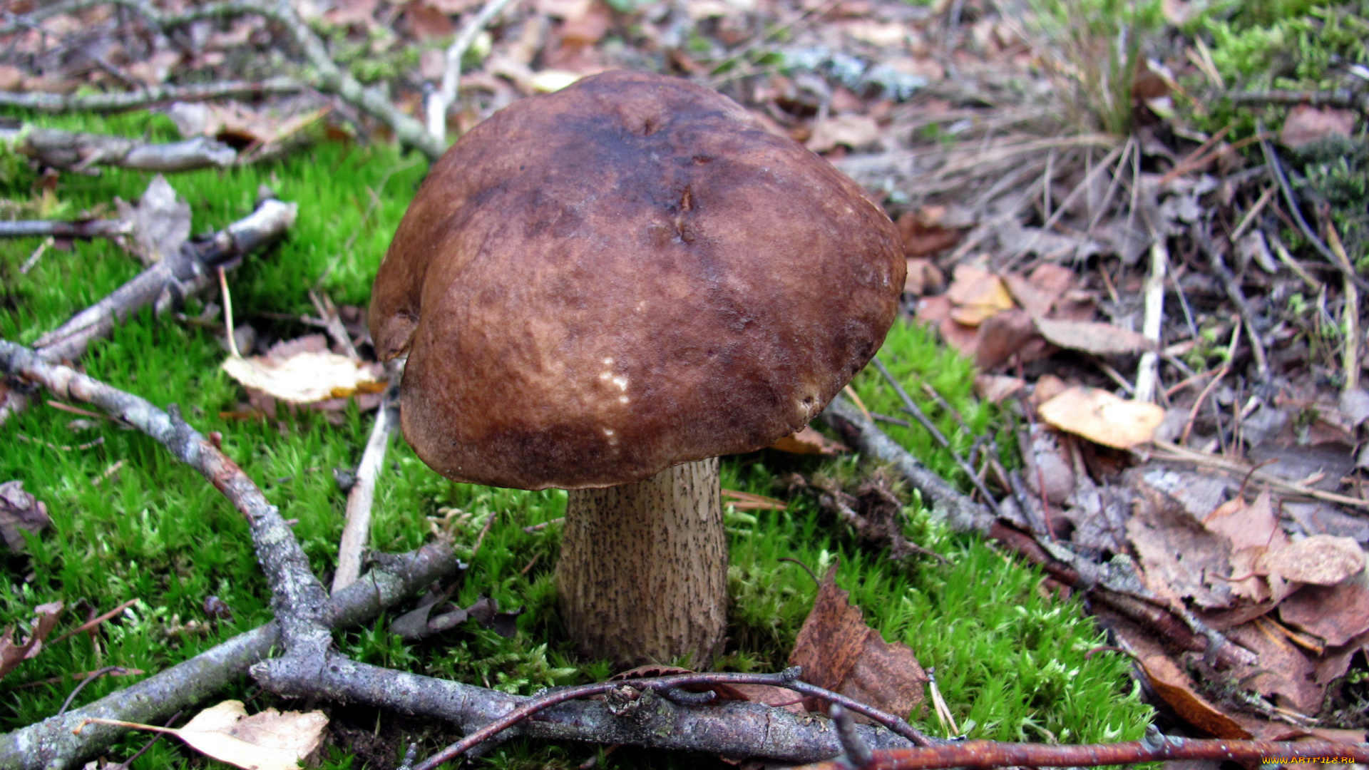 природа, грибы, подберезовик