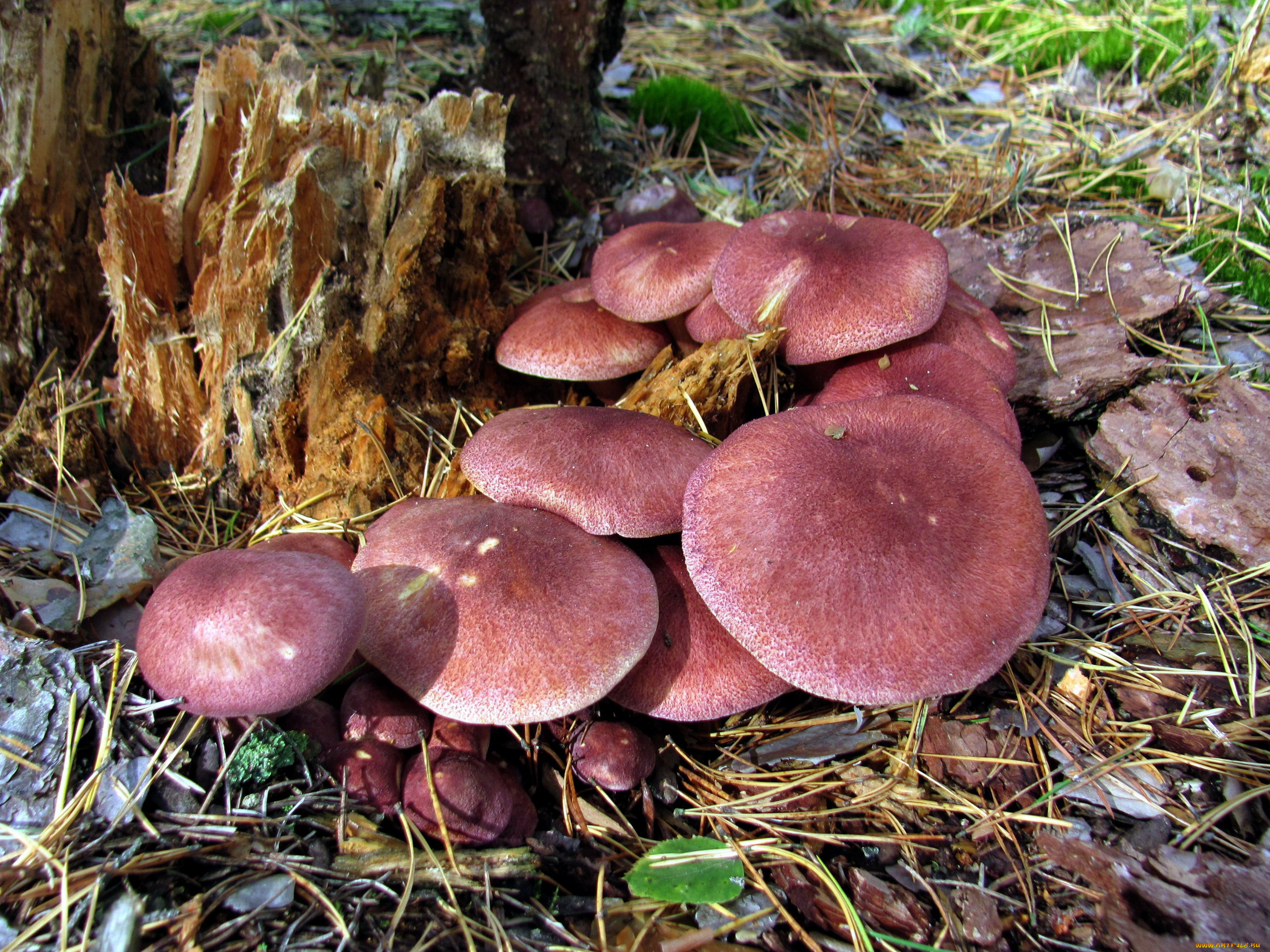 природа, грибы, грибная, семейка