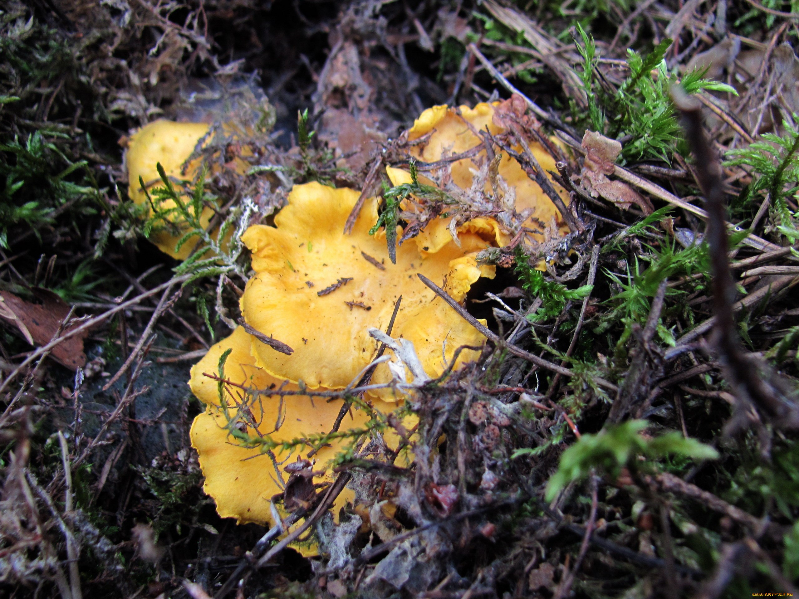 природа, грибы, лисички