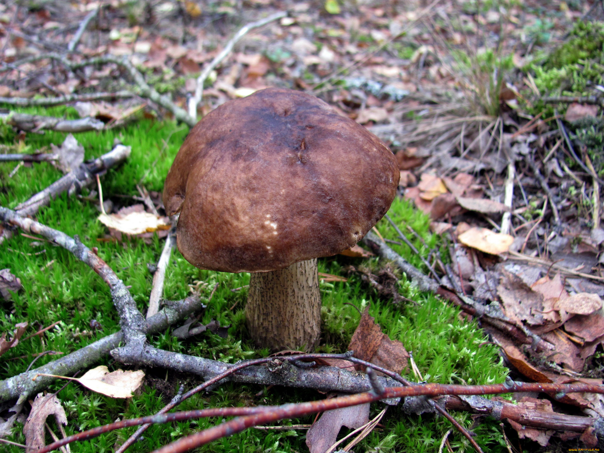 природа, грибы, подберезовик