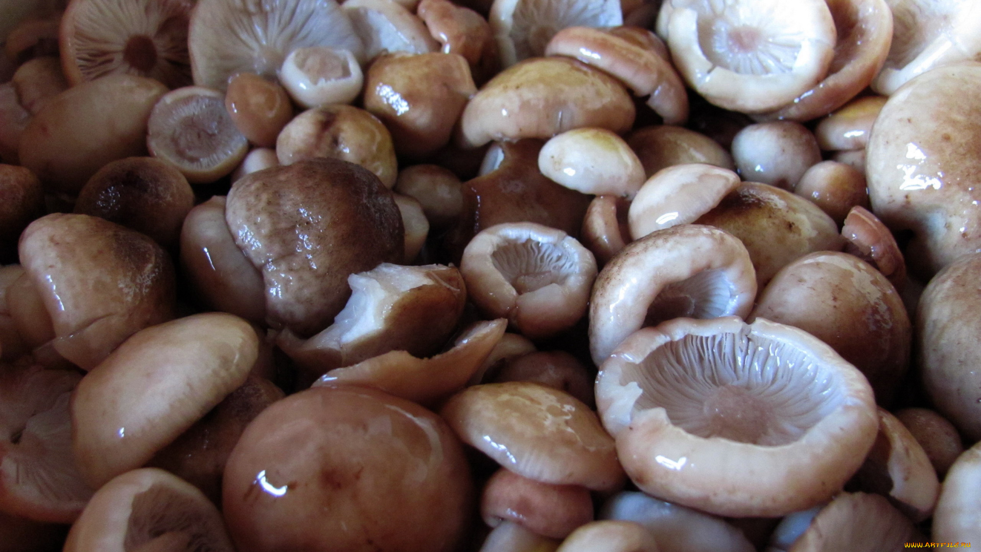 еда, грибы, , грибные, блюда, опята