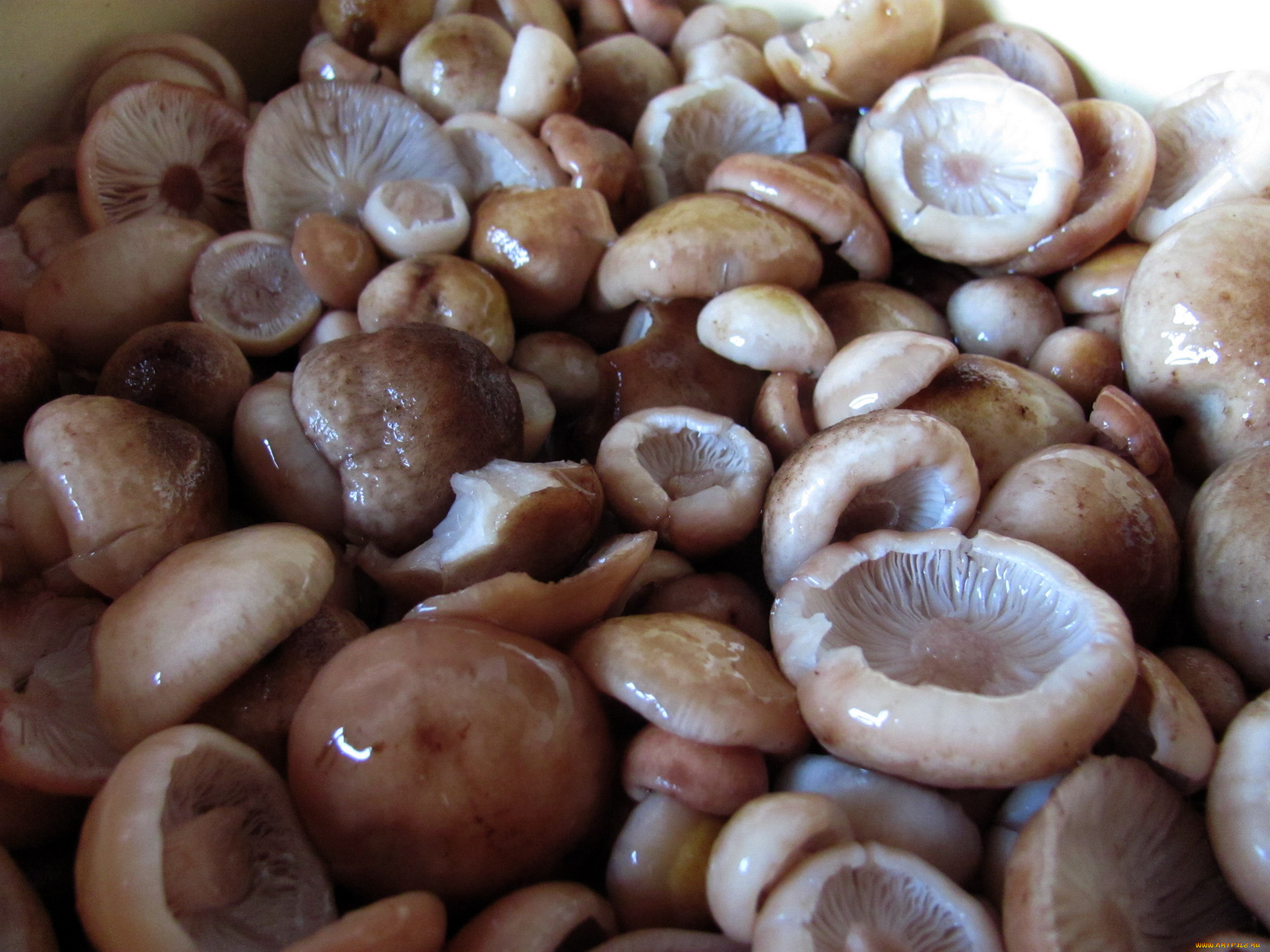 еда, грибы, , грибные, блюда, опята