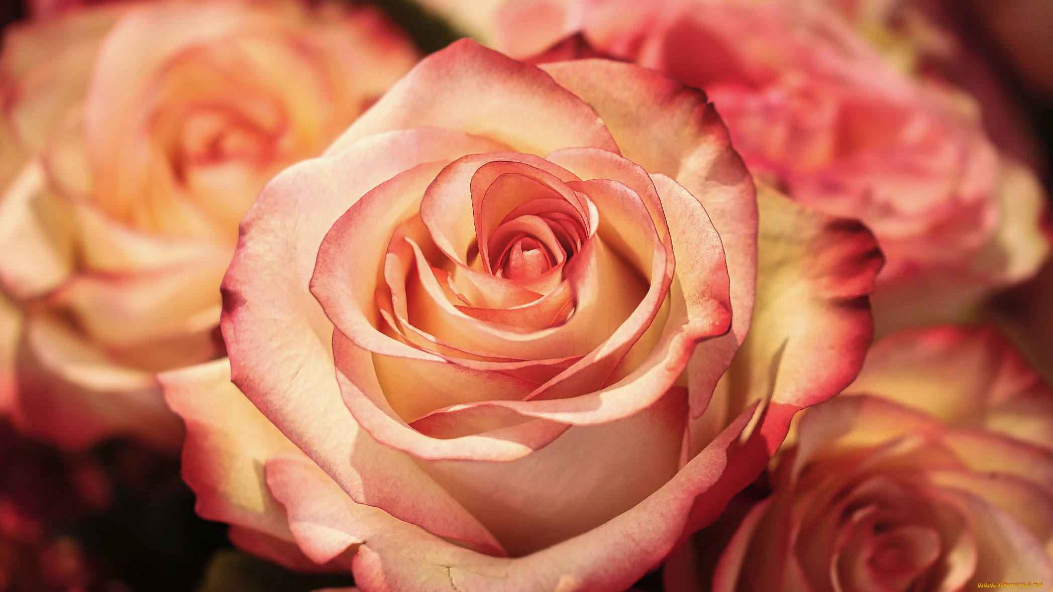 цветы, розы, макро