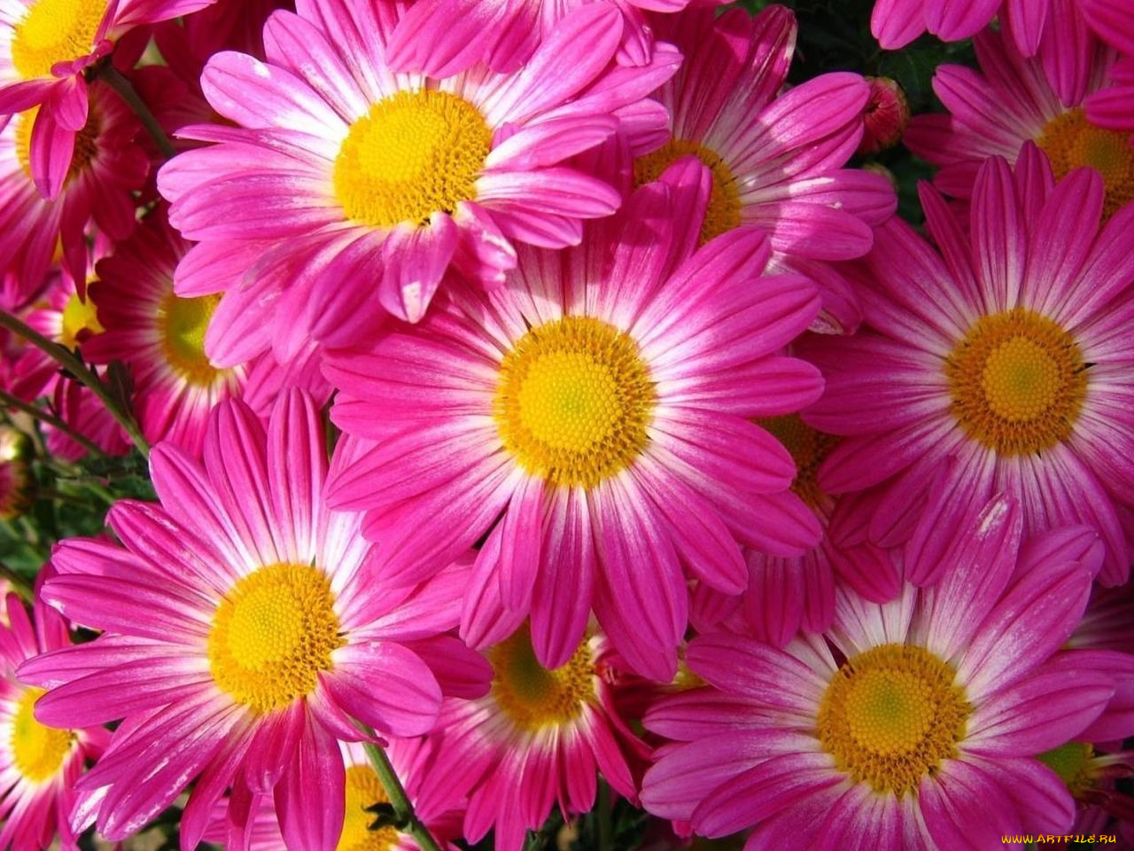 цветы, цинерария