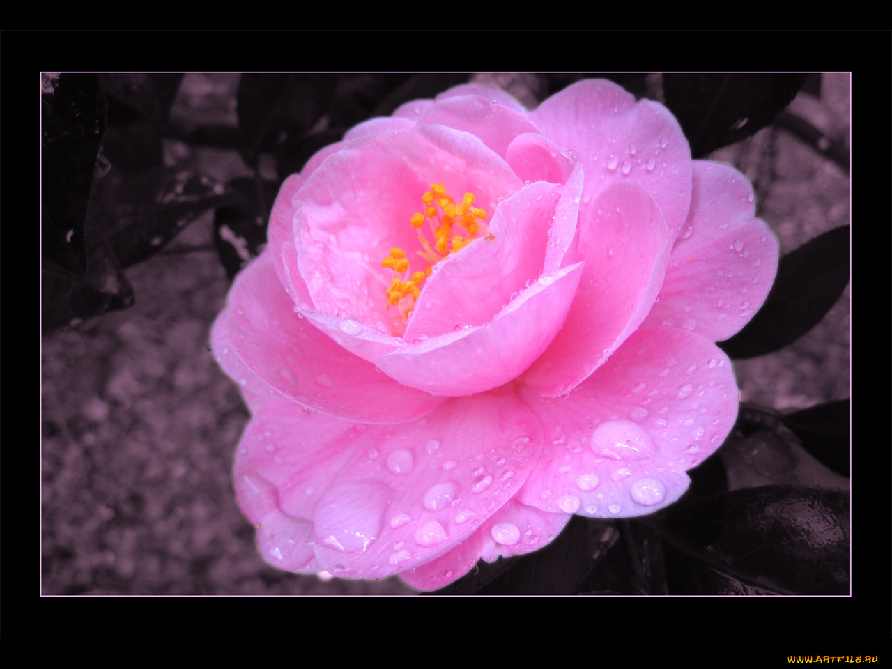 цветы, розы