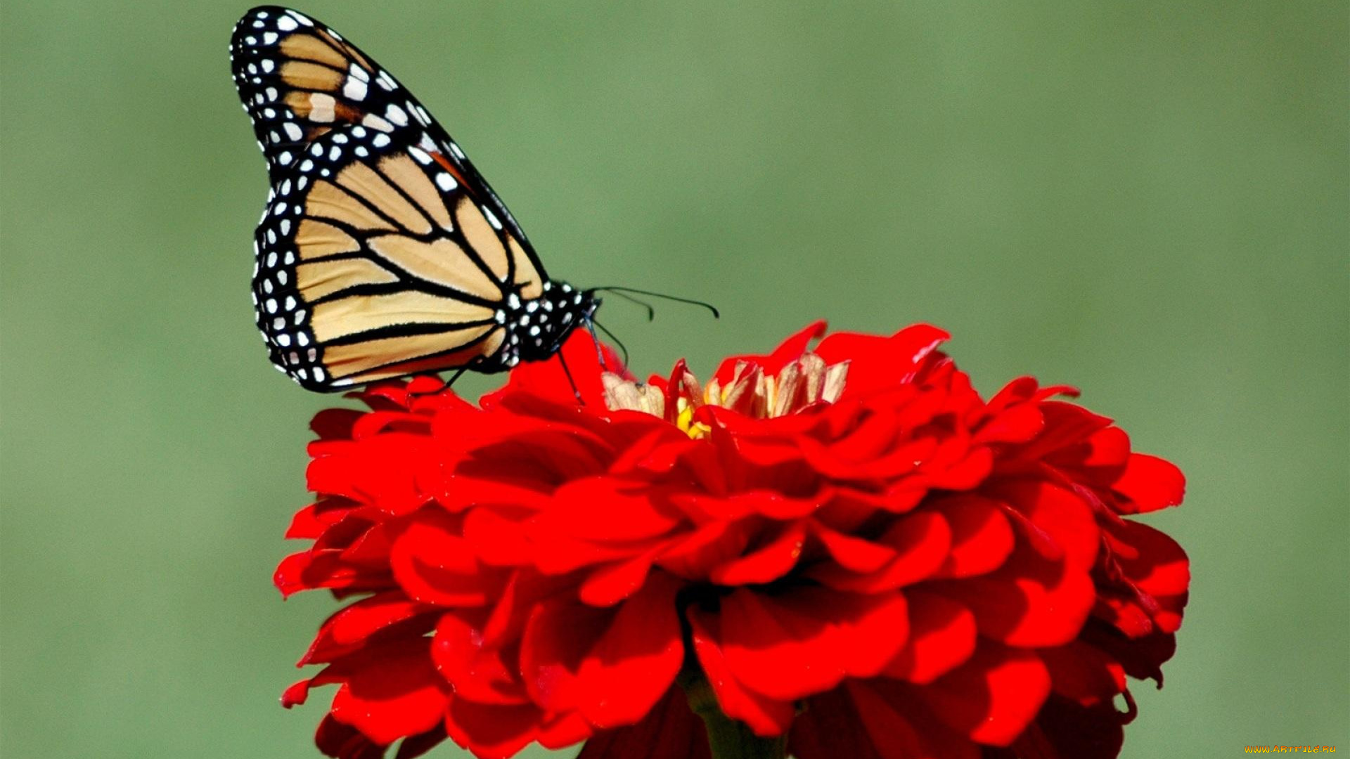 животные, бабочки