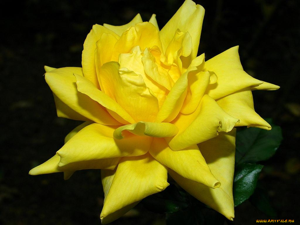 цветы, розы