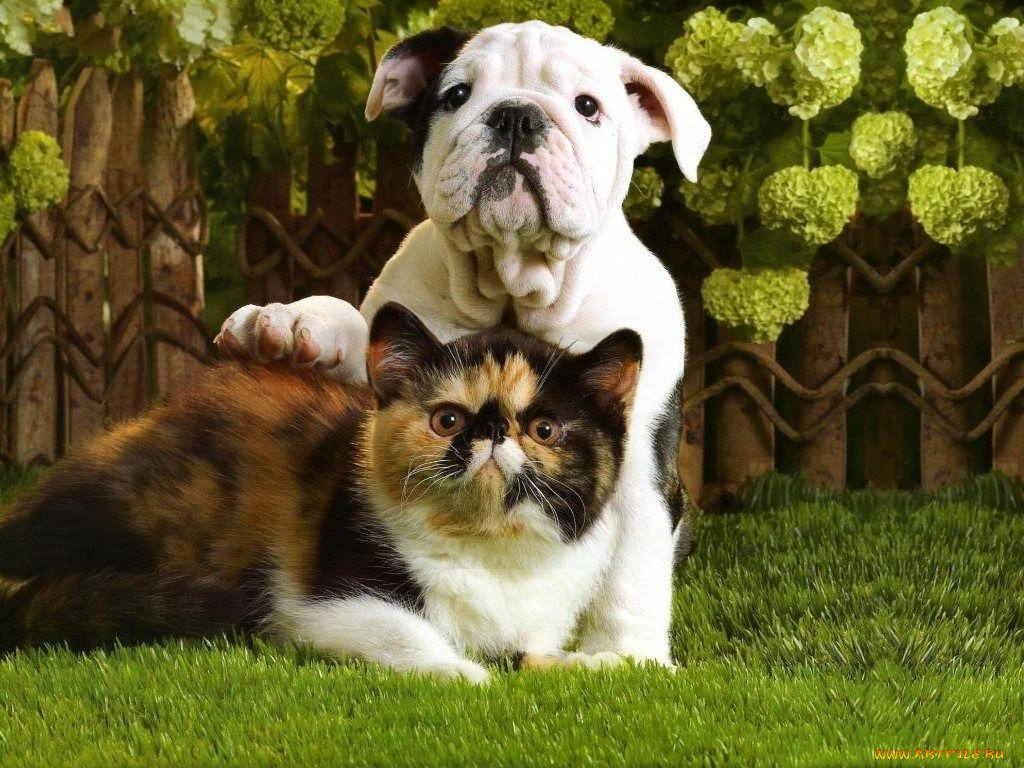 животные, разные, вместе