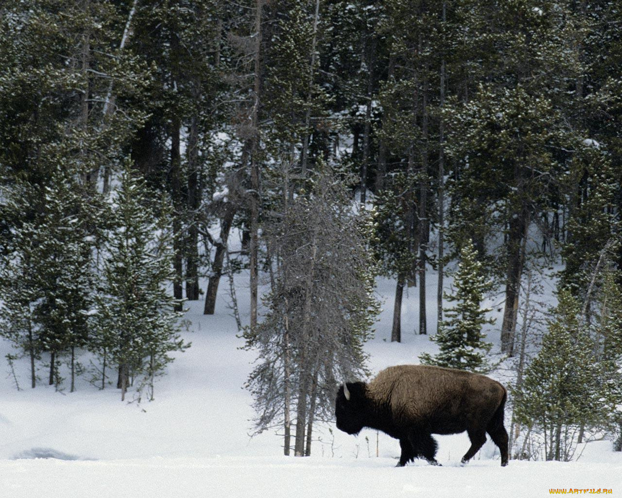 животные, зубры, бизоны