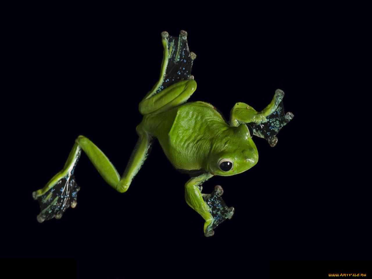 животные, лягушки