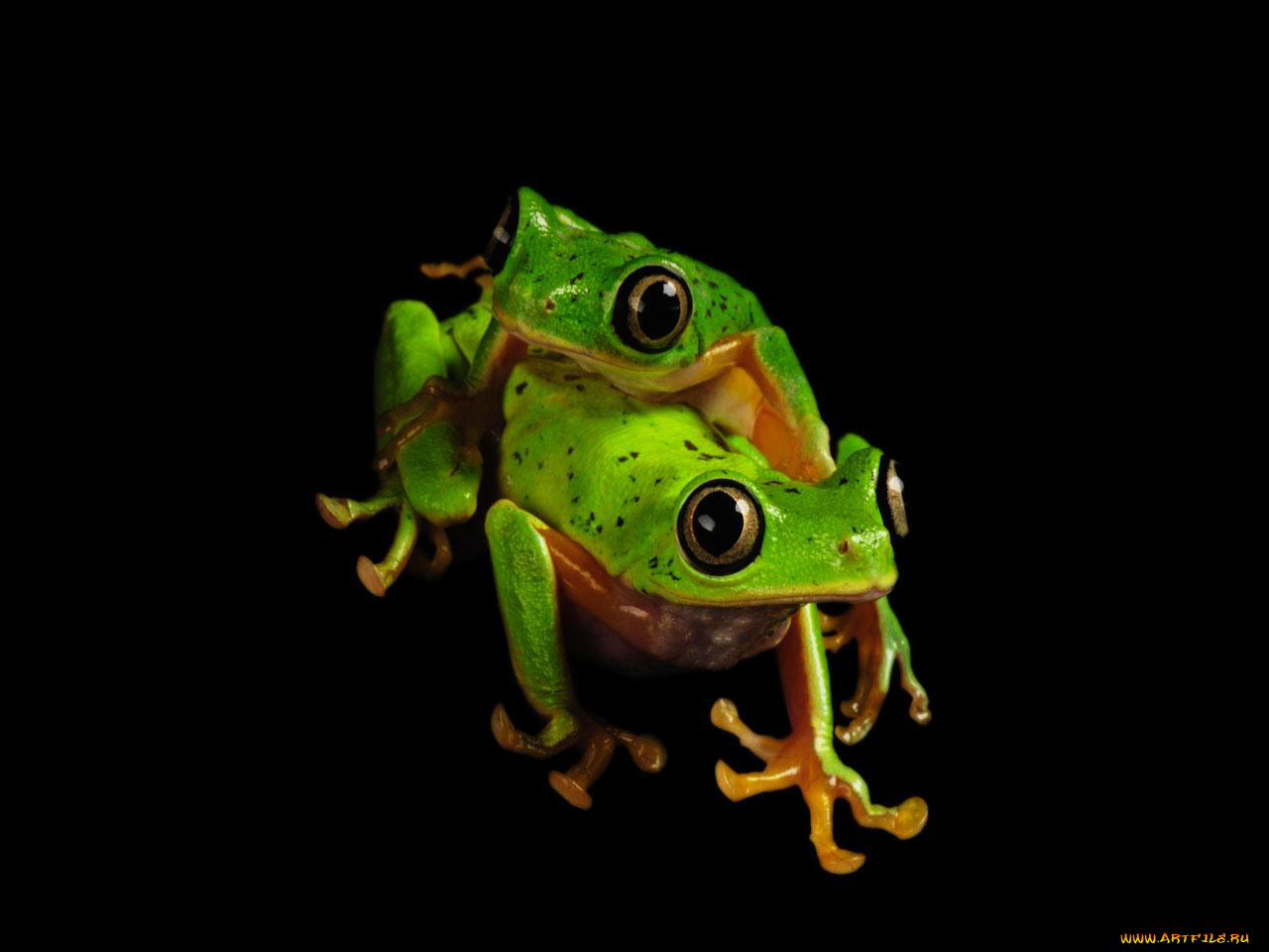 животные, лягушки