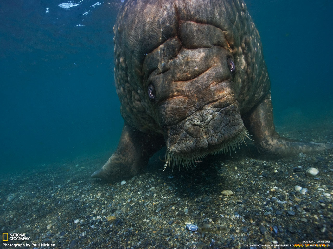 животные, морские, коровы, слоны