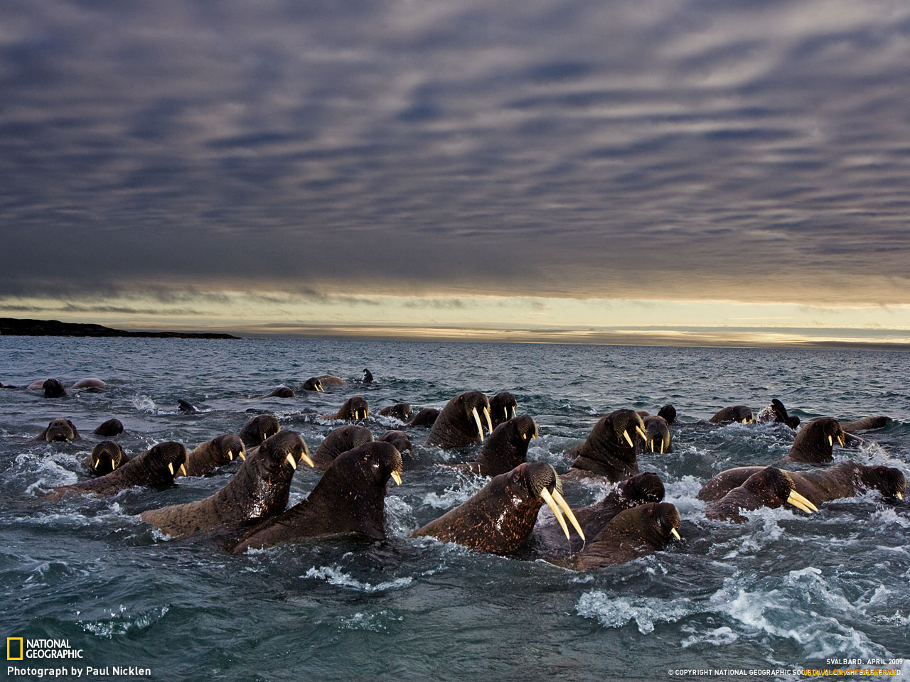 животные, моржи