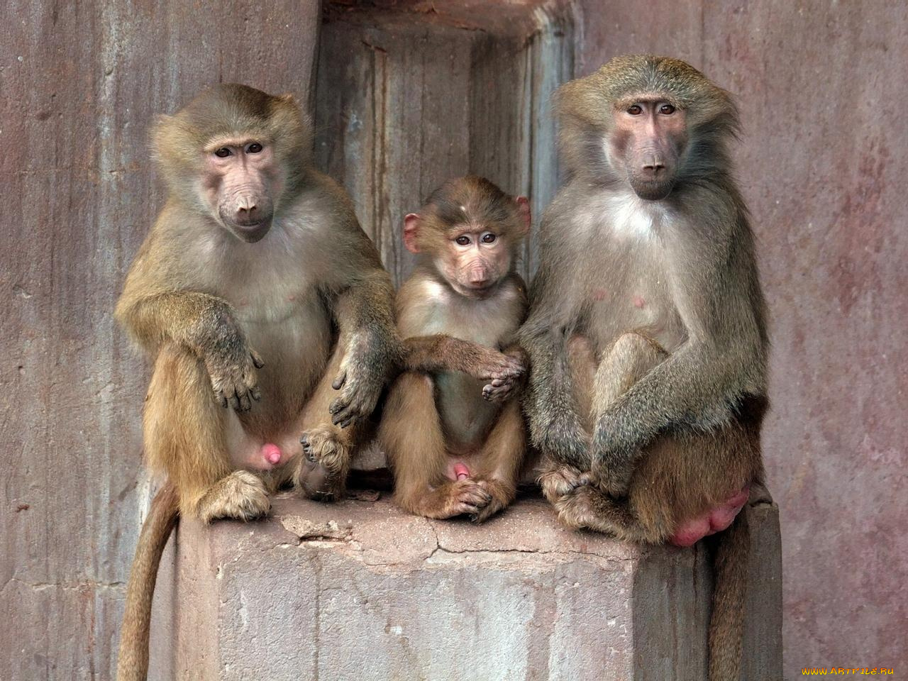 животные, обезьяны