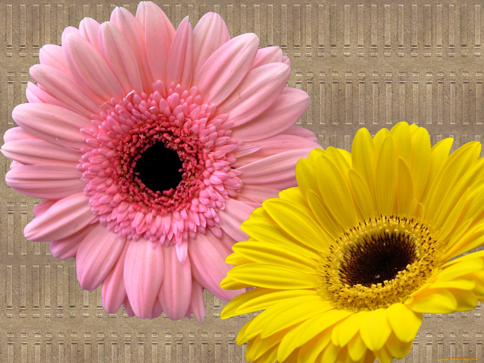 цветы, герберы