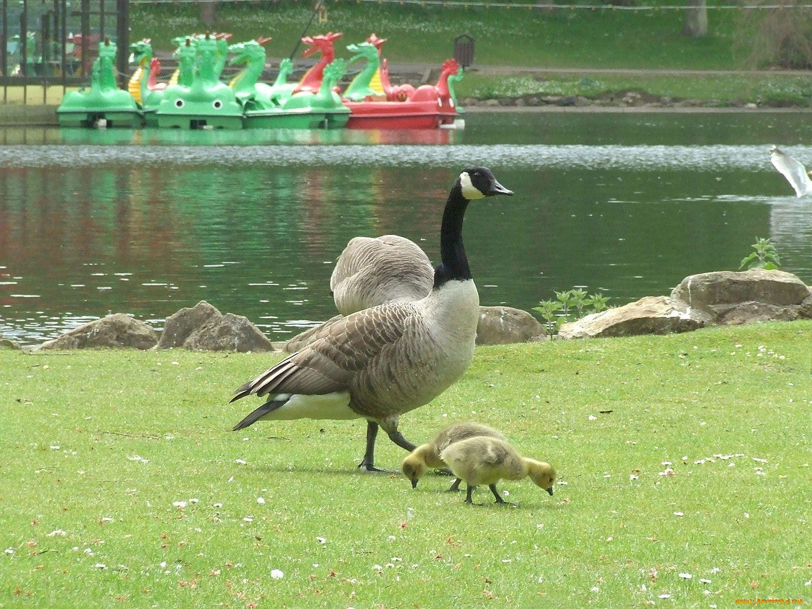 животные, гуси