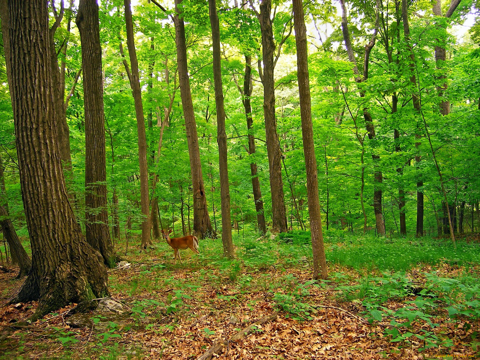 животные, олени