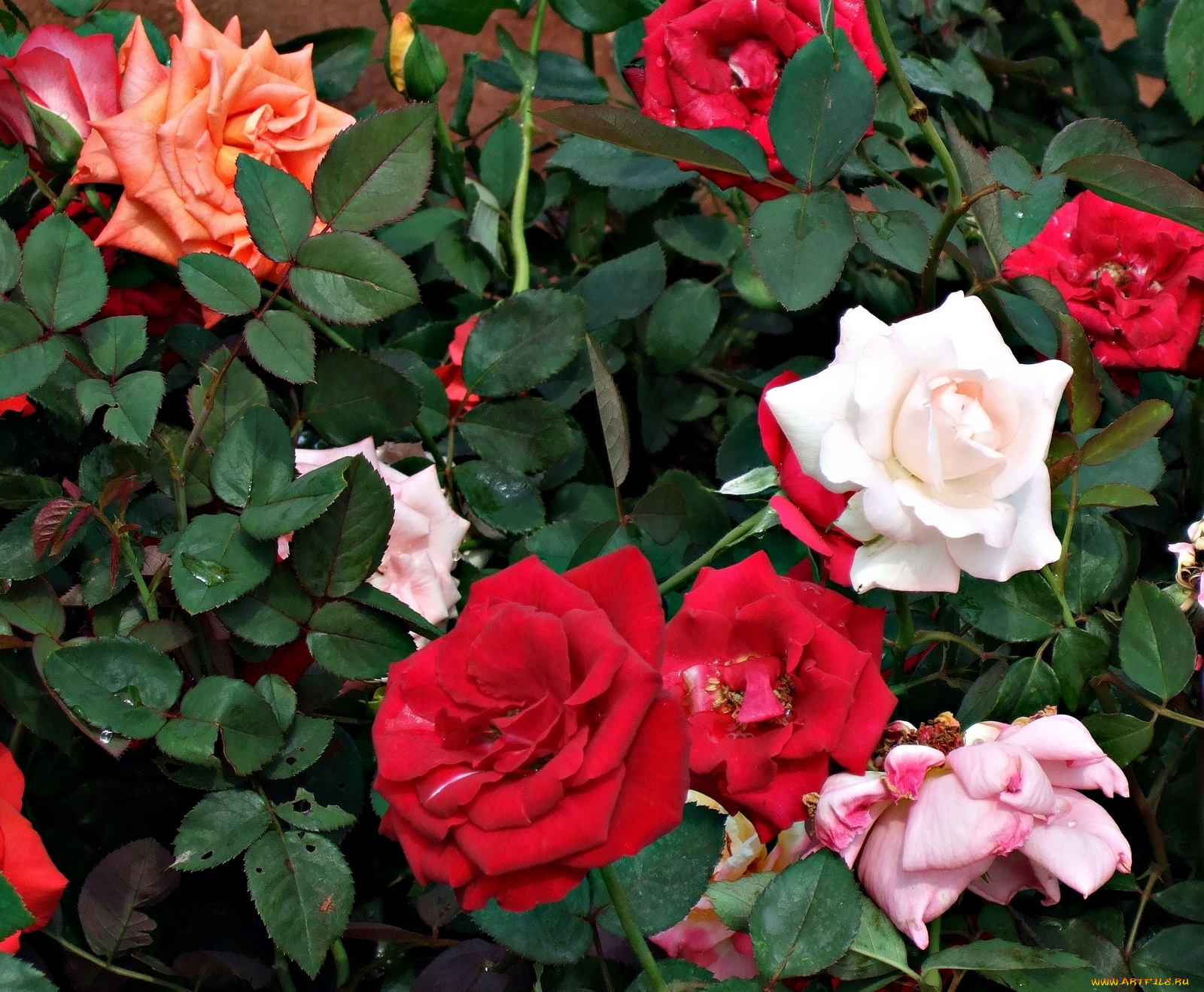 цветы, розы