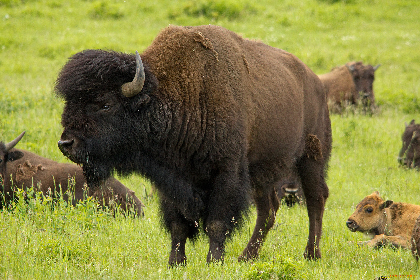 животные, зубры, бизоны