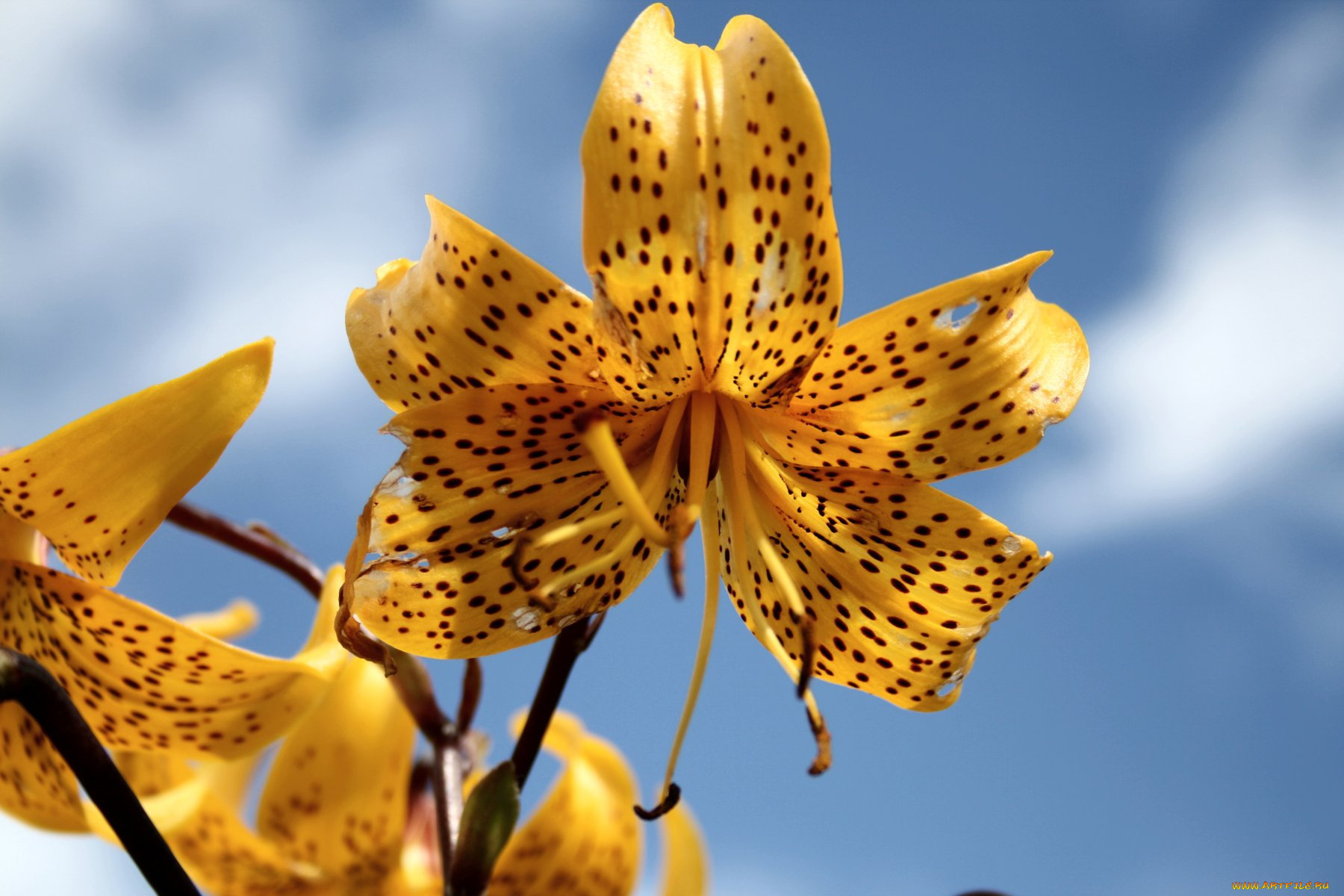 цветы, лилии, лилейники