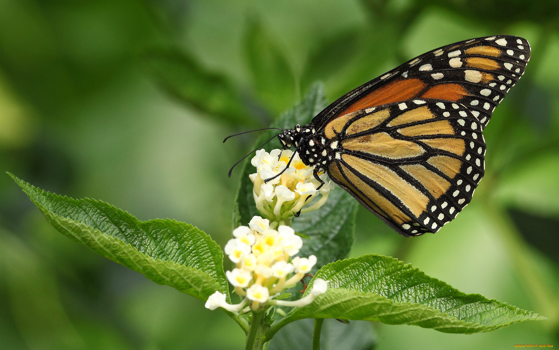 животные, бабочки
