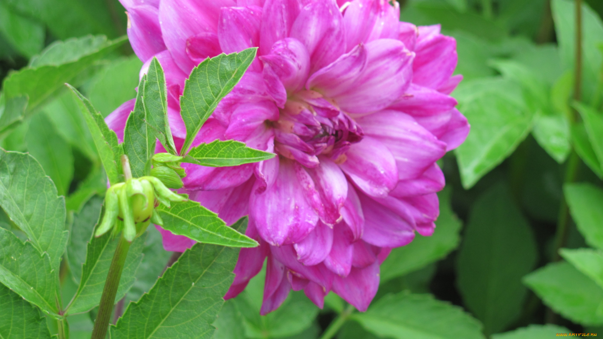 цветы, георгины, сиреневый