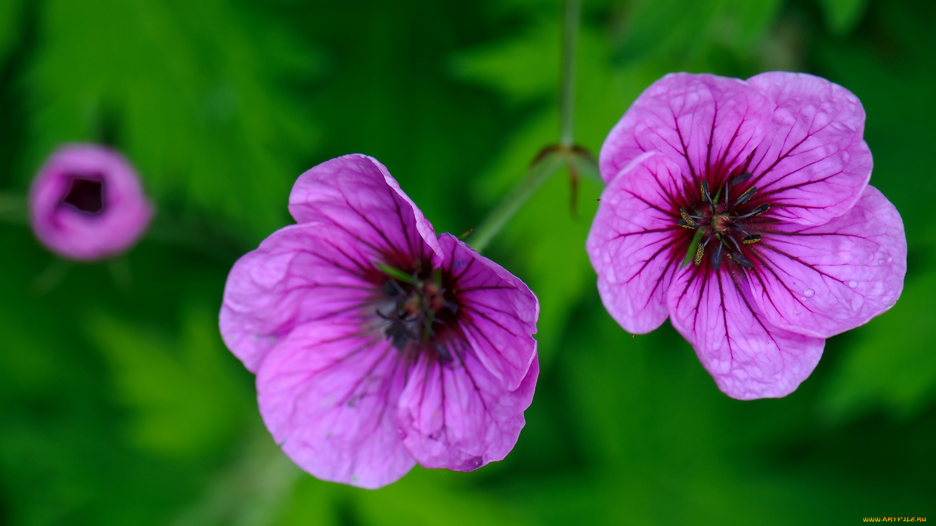 цветы, герань, яркий, лиловый
