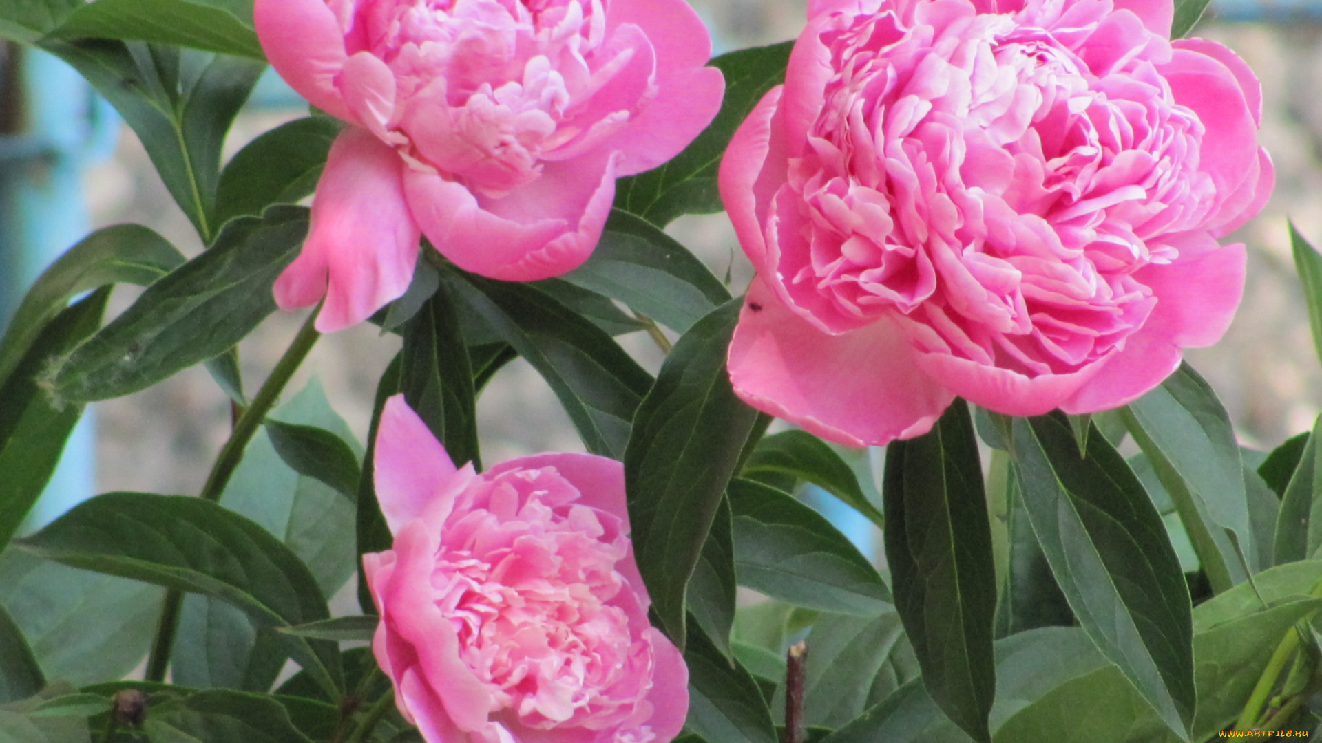 цветы, пионы, розовый