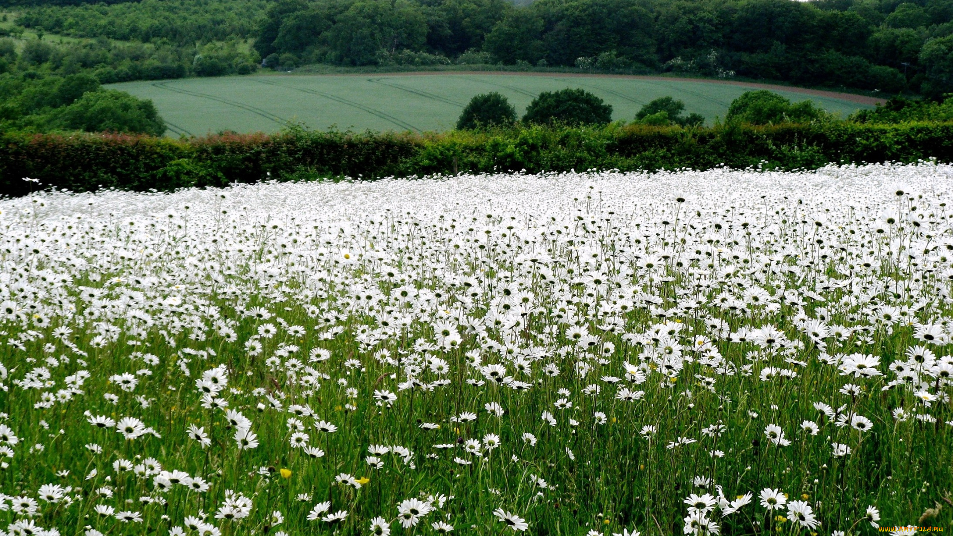 природа, луга, деревья, поля, ромашки