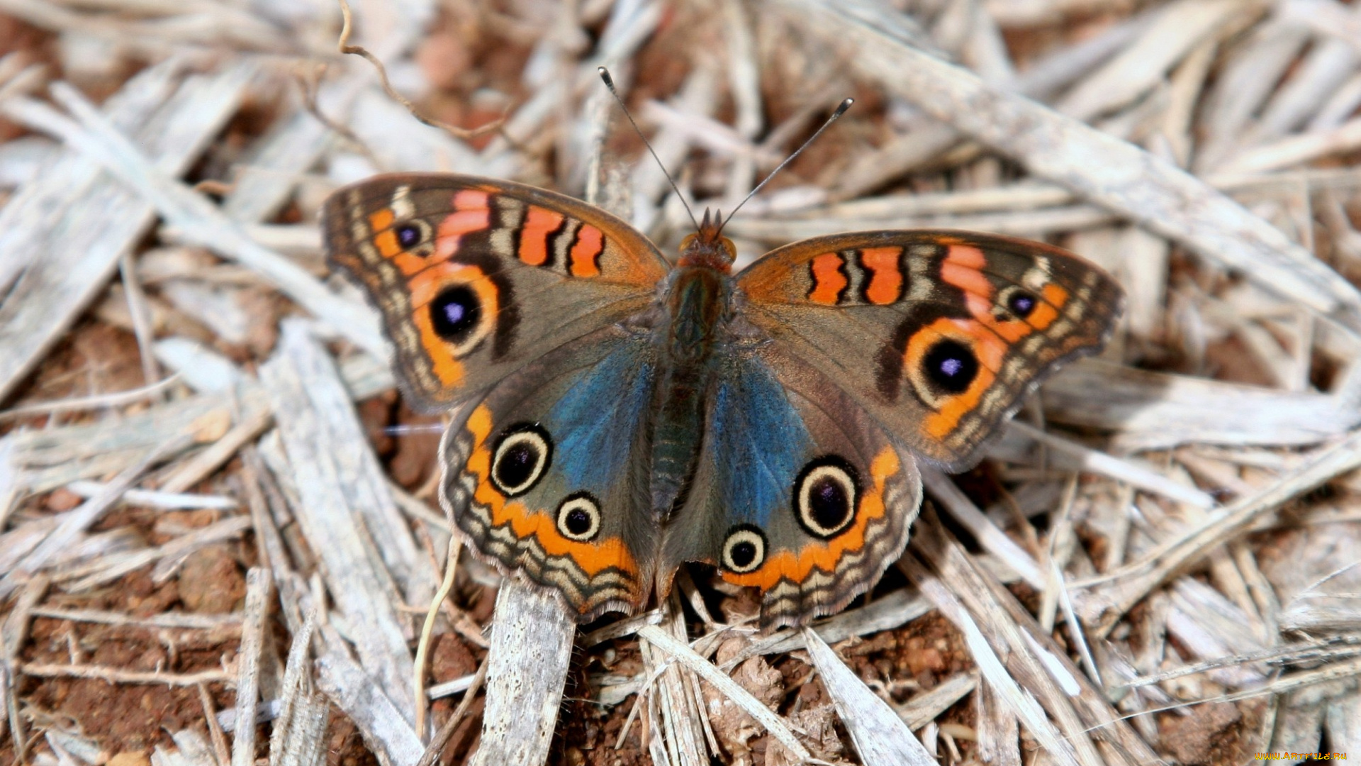 животные, бабочки, крылья, коричневый