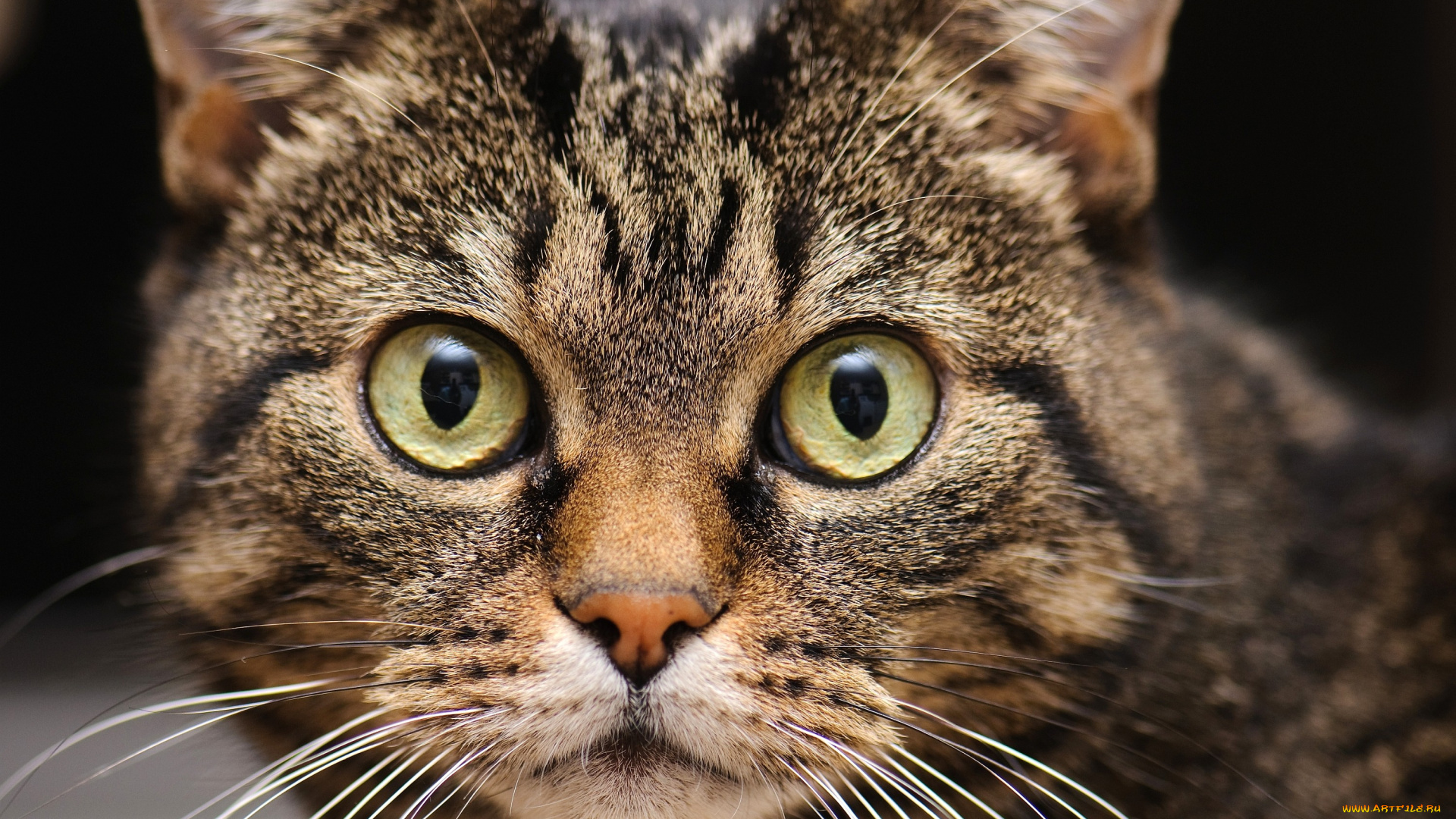 животные, коты, глаза, взгляд, морда