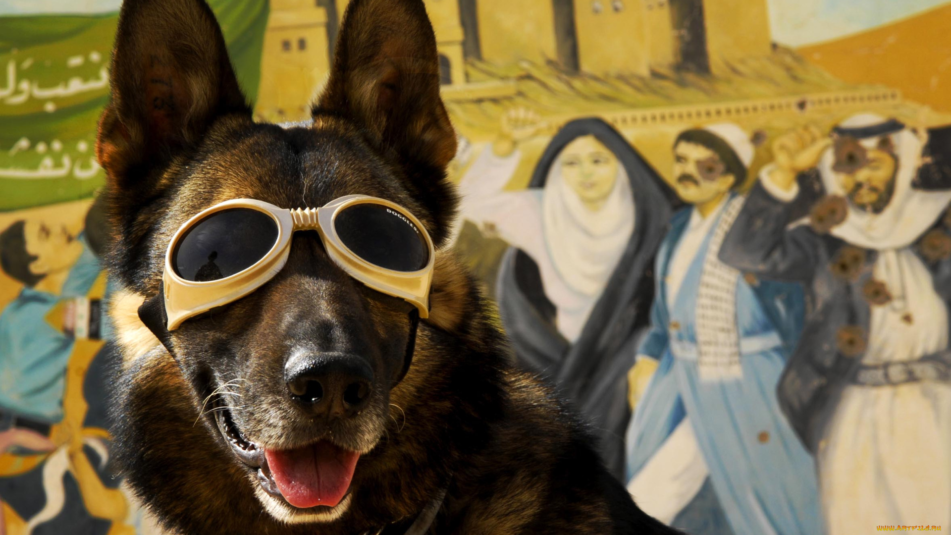 животные, собаки, очки